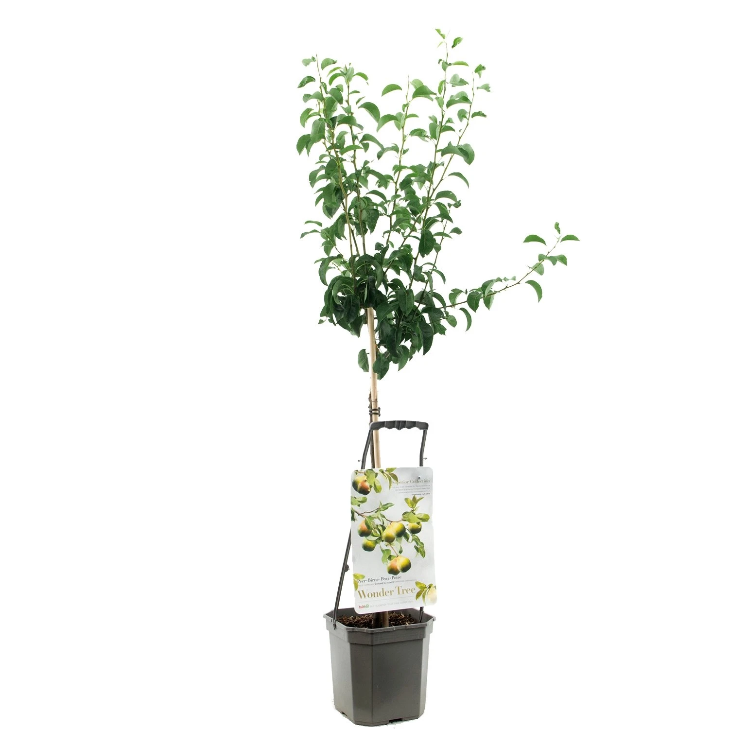 Perenboom Wonder Tree Doyenné Du Comice 1 Perenboom Wonder Tree Doyenné Du Comice